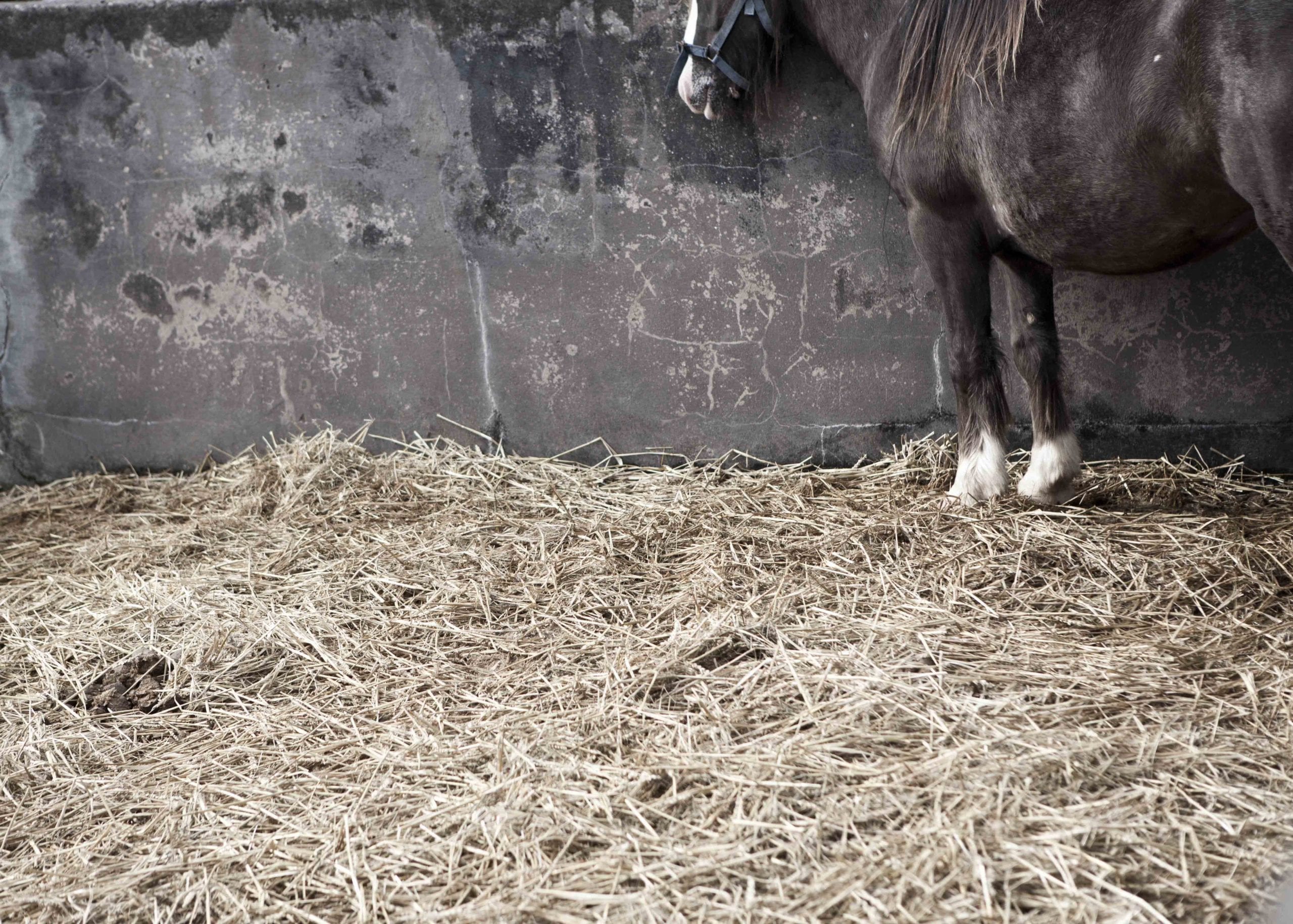 3_From the series Horse_Identification_Toome