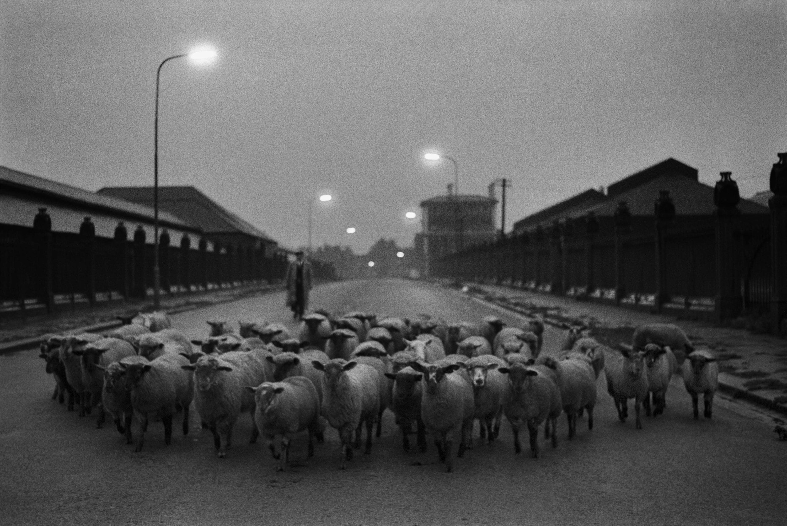 Sheep going to the Slaughter, Early Morning, Near the Caledonian Road, London, 1965 © Don McCullin