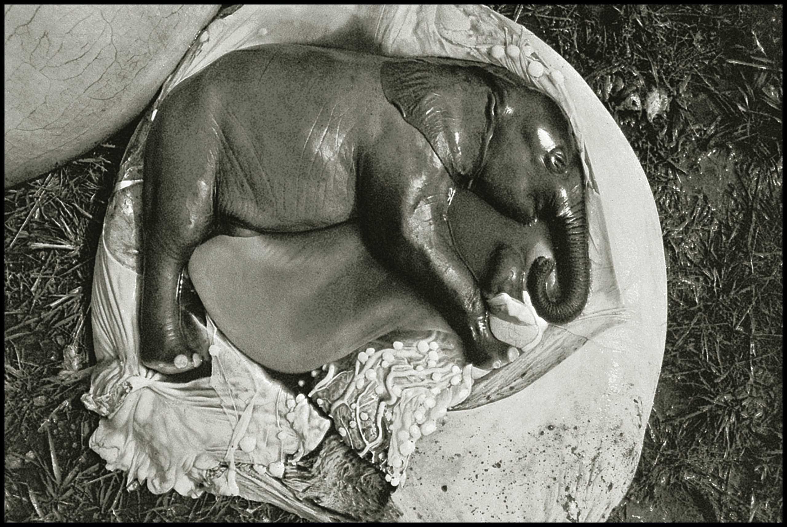 Ele Embryo, Uganda, 1966