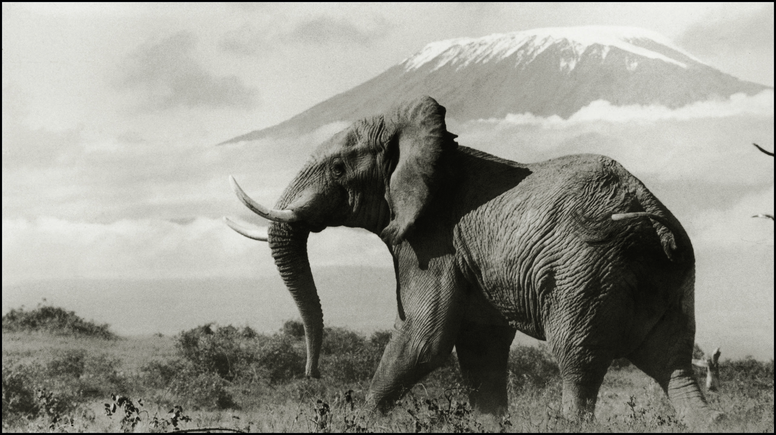 Snows of Kilimanjaro, 1972