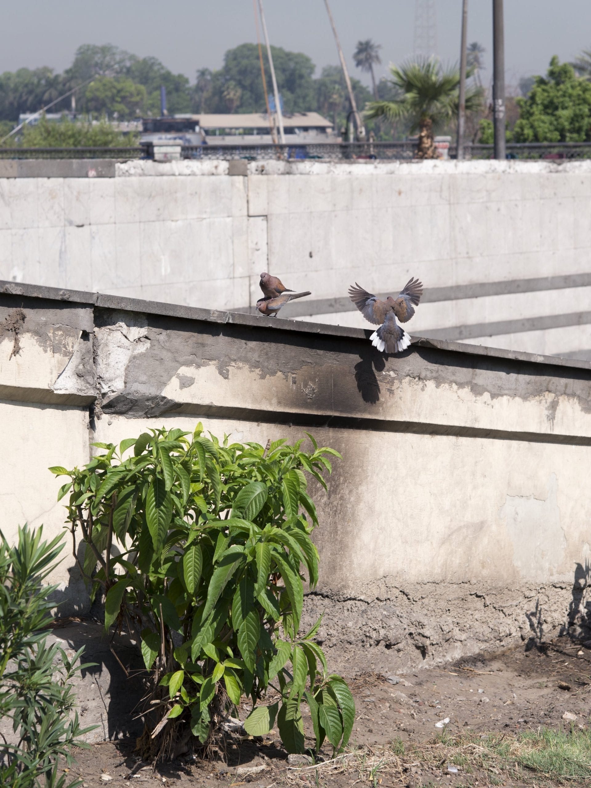 Birds on Nile Corniche