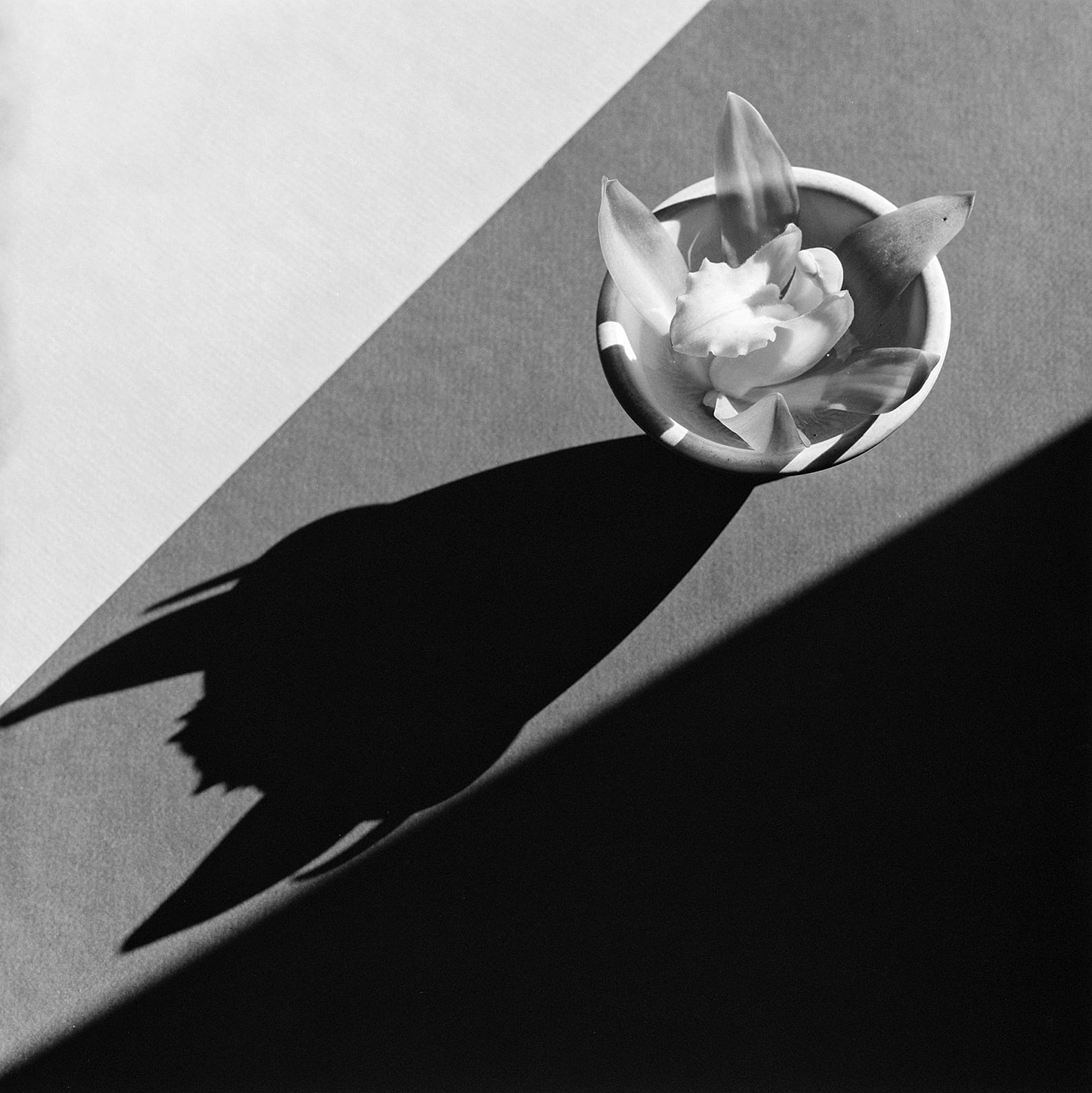 Orchid, 1987 © Robert Mapplethorpe Foundation / The J. Paul Getty Museum