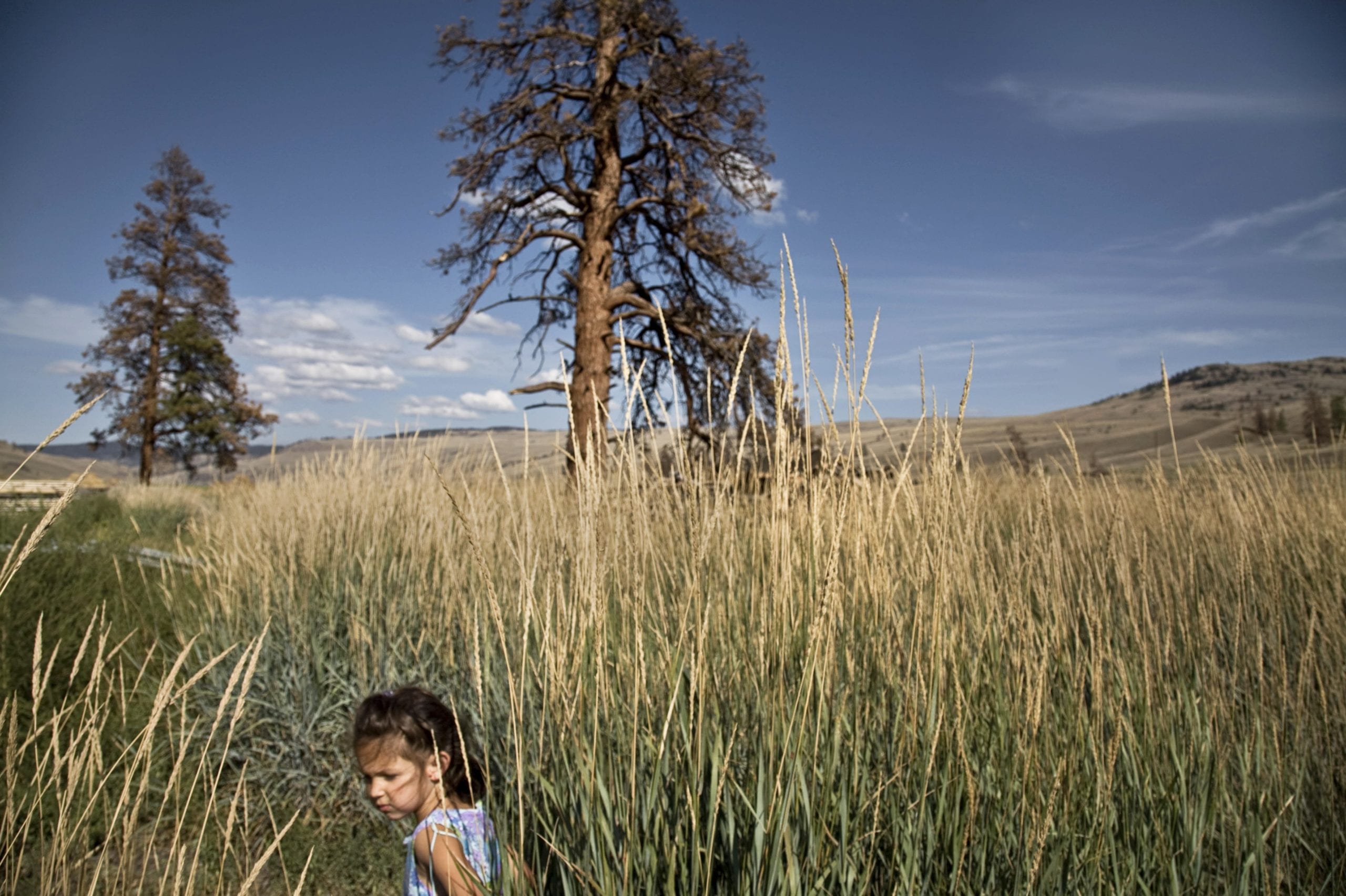 Ponderosa pine trees dying from pine beetle infestation on a ranch south of Kamloops in British Columbia, Canada. Warmer temperatures due to climate change has allowed beetle larvae to thrive. More than 34 million acres of pine trees in British Columbia have been affected, with the infestation spreading toAlberta province.