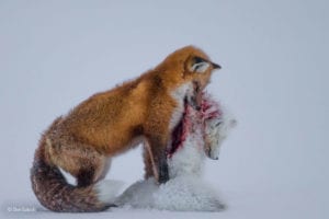 Don-Gutoski_ Wildlife Photographer of the Year