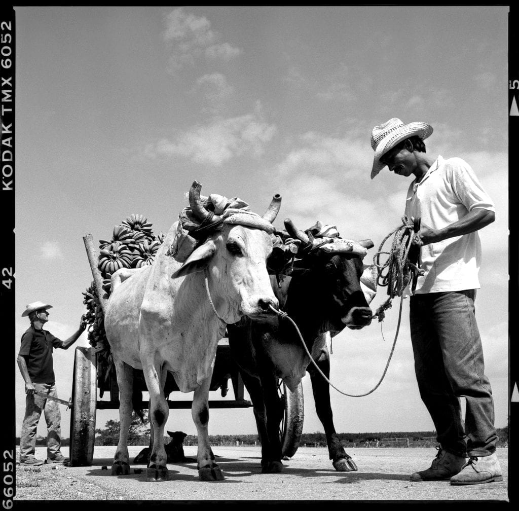 cuba_oxen_321-2