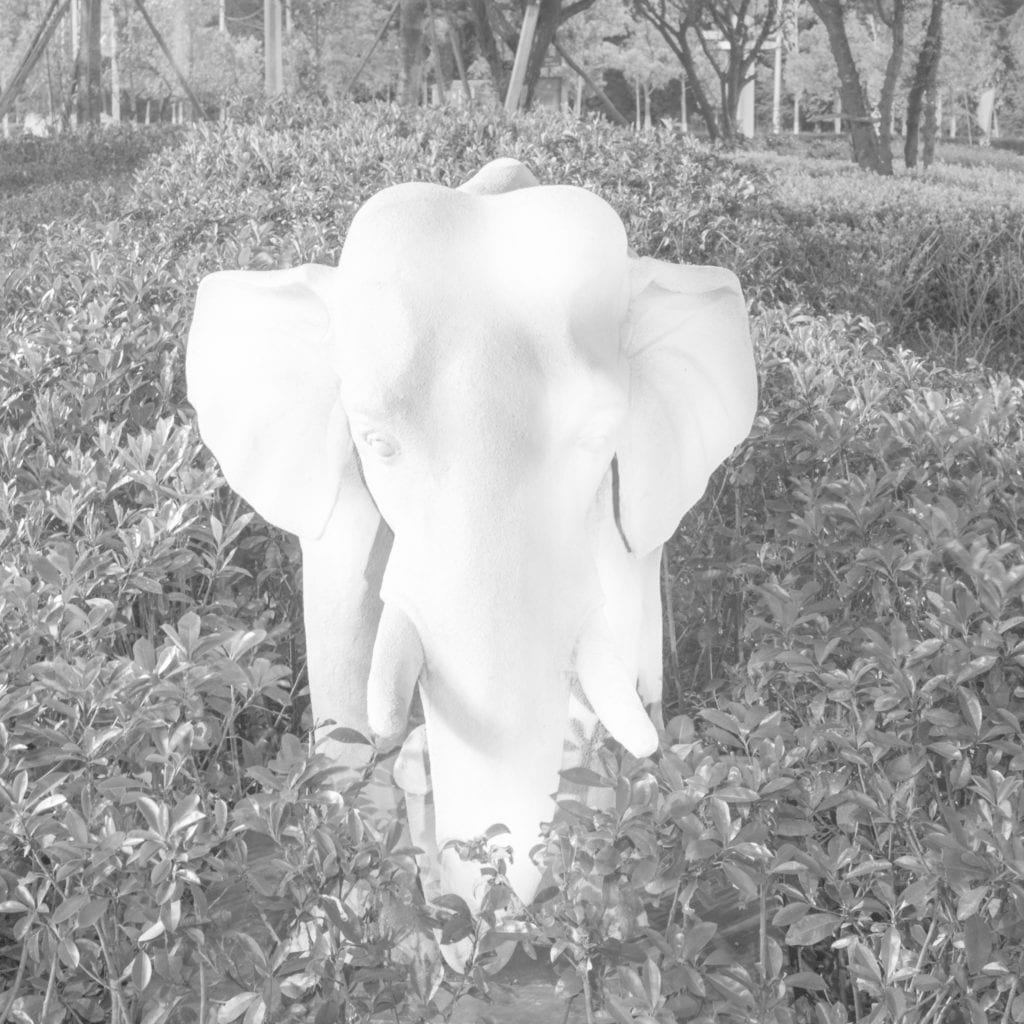 shadman_shahid_white_elephant23