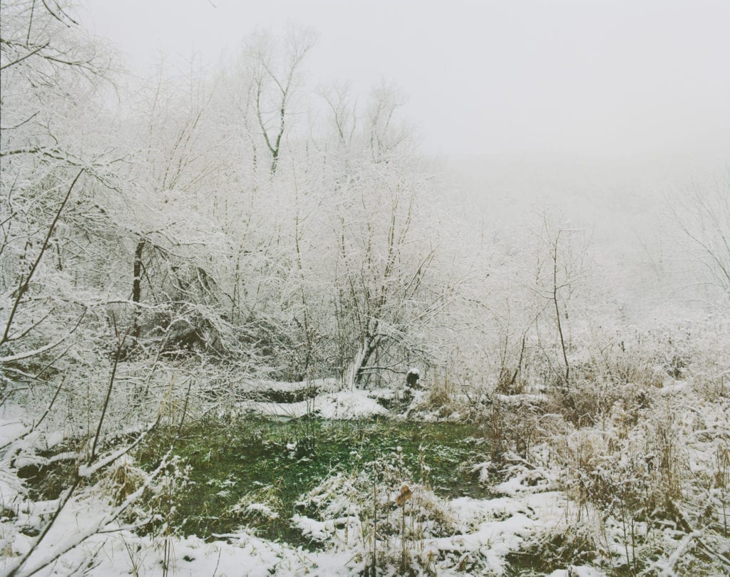 winter-forest-2014