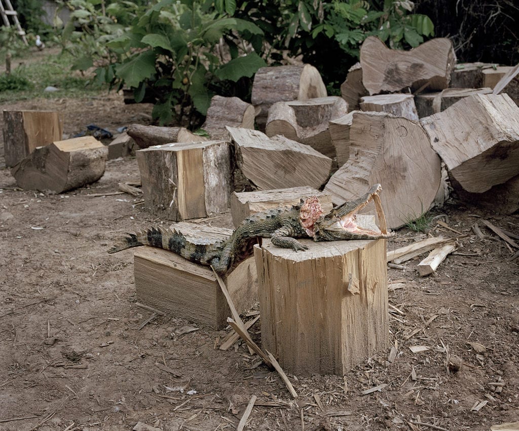 Yann Gross, The Breakfast, 2012, from The Jungle Book (Aperture, 2016) Freshly caught caiman is prepared as breakfast in the Bolívar community at the banks of Rio Curaray, Peru.