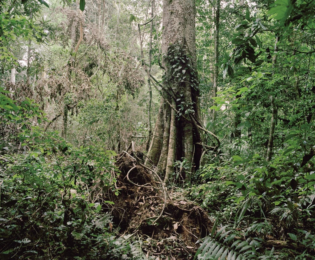 The Mashco-Piro, a semi-nomadic tribe, live in voluntary isolation near the Río Las Piedras.