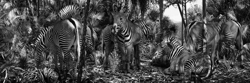 “I photographed the zebras at San Diego Zoo and the foliage in Florida and Bali. I like the artificial logic here, with the zebras camouflaged by foliage as if that’s why zebras are striped. In reality they inhabit grasslands of eastern and southern Africa, so the image shifts the logic. Reality is a bit like that – things make sense and we take things for granted, but as soon as we start questioning our reality it crumbles and we realise everything is not how it appears. Camouflage is a recurring theme in my work. It appeals to me because it’s nature’s way of confusing the things we see. Our desires, fears, memory, senses, culture, media, and more cloud our perceptions and we tend to look to nature for authenticity, but even here we encounter illusion – from camouflage to colours and smells that confuse our senses. Nature caters well to our survival, but its objective is not for us to see or think clearly.” Untitled #182 © Simen Johan