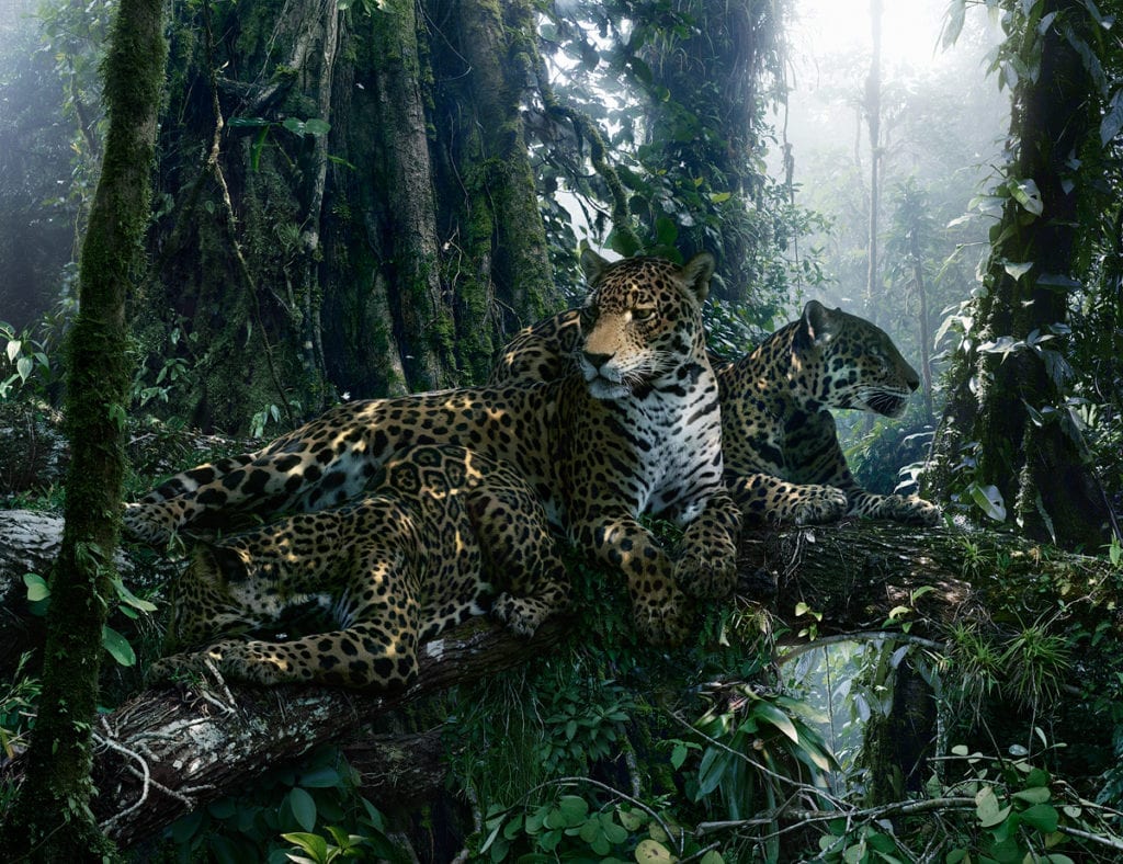 Untitled #183 © Simen Johan