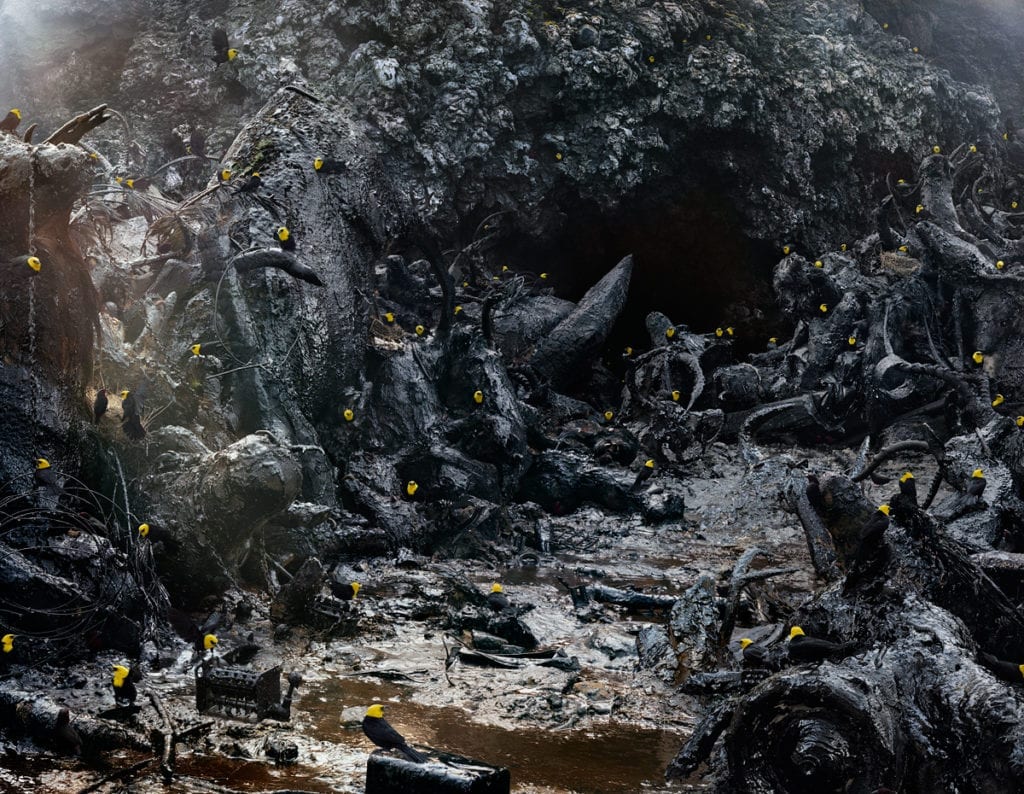 Johan’s depiction of Peruvian yellow-hooded blackbirds inhabiting a dystopian setting created with a photograph he took of a tar pit in an Icelandic volcano merged with landfill detritus. Untitled #171 © Simen Johan