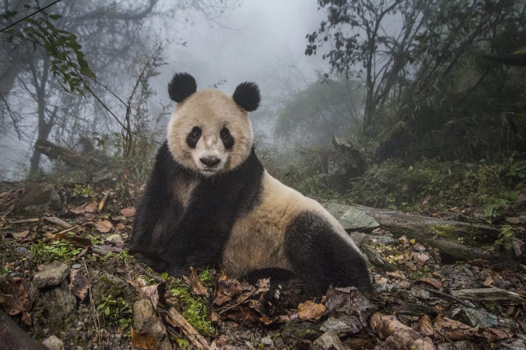 Ye Ye, a 16-year-old giant panda, lounges in a massive wild enclosure at a conservation center in Wolong Nature Reserve. Her 2 year old cub, Hua Yan (Pretty Girl) was released into the wild after two years of  "panda training." Her name, whose characters represent Japan and China, celebrates the friendship between the two nations.