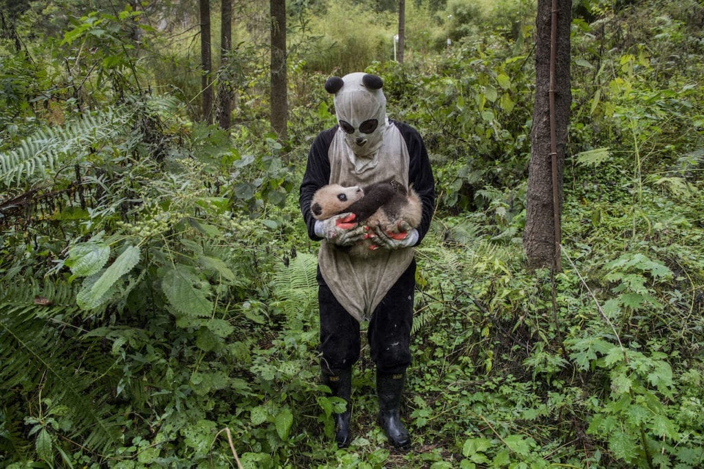 Is a panda cub fooled by a panda suit? That’s the hope at Wolong’s Hetaoping center, where captive-bred bears training for life in the wild are kept relatively sheltered from human contact, even during a rare hands-on checkup. From the series Pandas Gone Wild © Ami Vitale, USA, shortlist, Professional, Natural World, 2017 Sony World Photography Awards