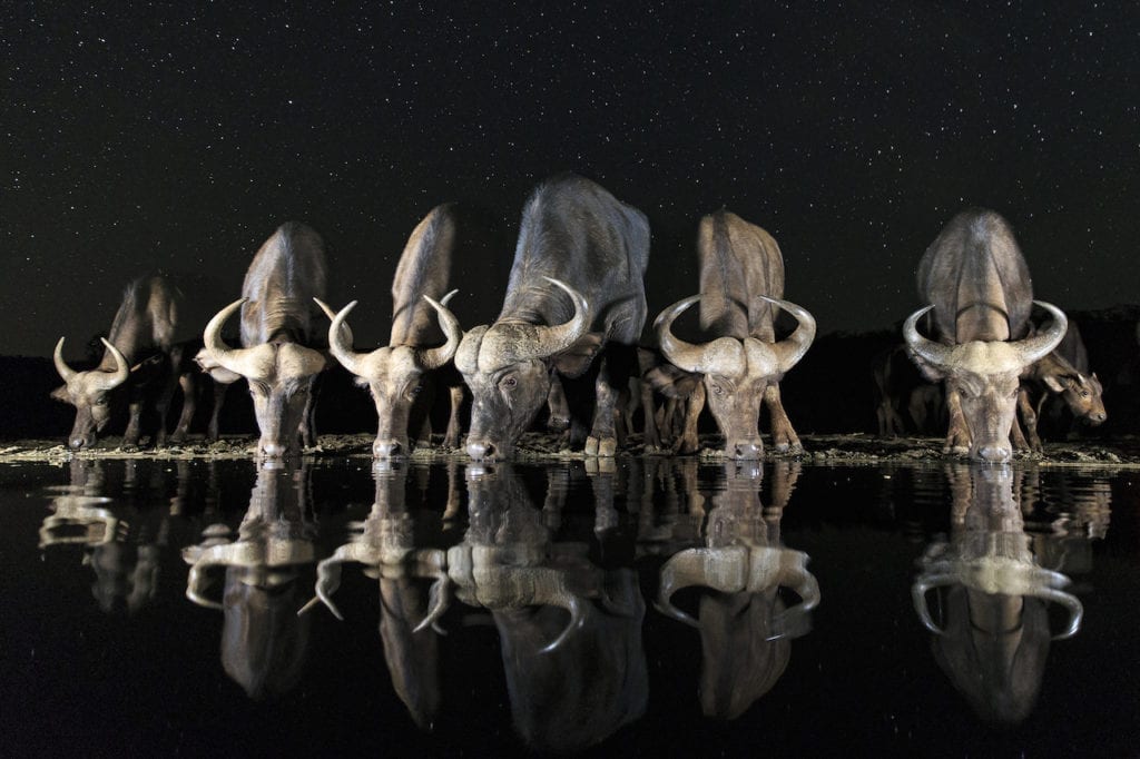 Sitting in a hide in the pitch black African night, suddenly, a herd of cape buffaloes came in to the water hole to get a drink. Taken on tripod with first exposure lit for buffaloes and without changing camera position second exposure without light and focused on the stars instead of the buffaloes. Taken at Zimanga Private Game Reserve, Kwa-Zulu Natal, South Africa. Image title Buffaloes and Stars © Andreas Hemb Sweden, shortlist, Open, Wildlife, 2017 Sony World Photography Awards