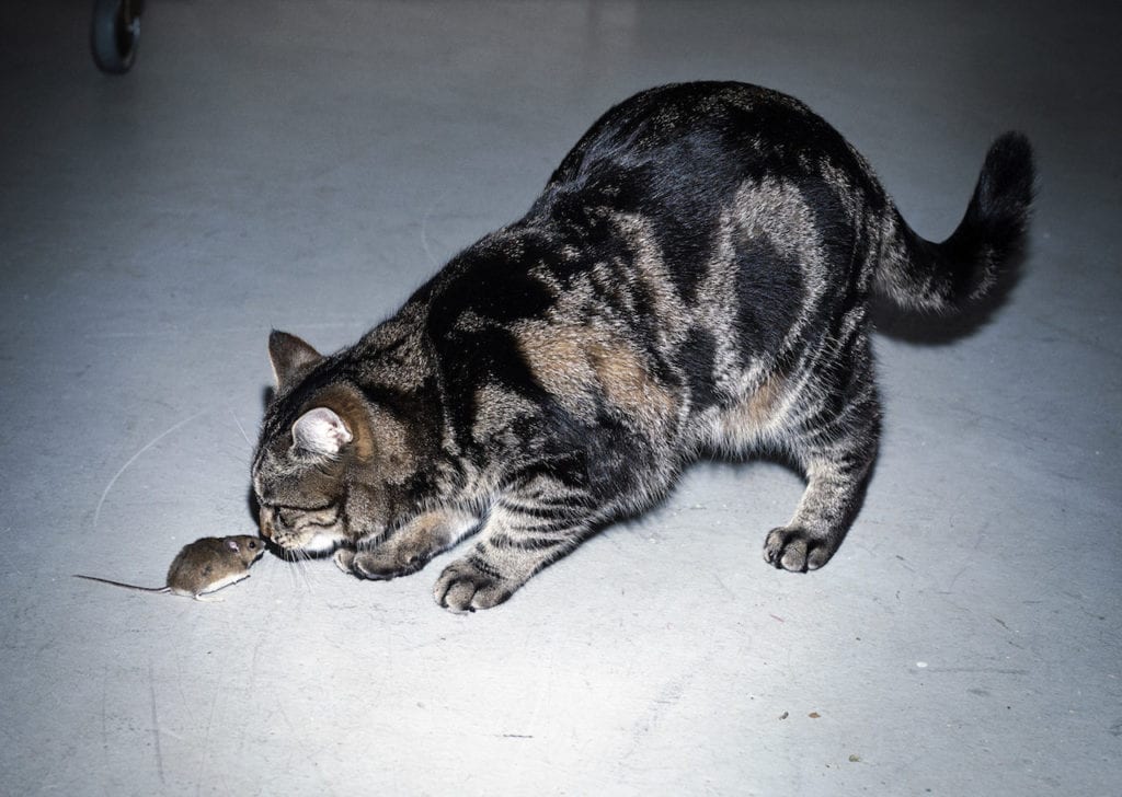 P is for Perspective. “When the cat’s away, the mice will play” – so the saying goes. But aren’t they playing happily together here? Nose to nose this cat and mouse seem bigger to each other than they actually are. Photography’s a matter of perspective in more ways than one. Image My cat, bringing his new friend to the studio, 2014 © Benne Ochs, from the book ABC Photography 