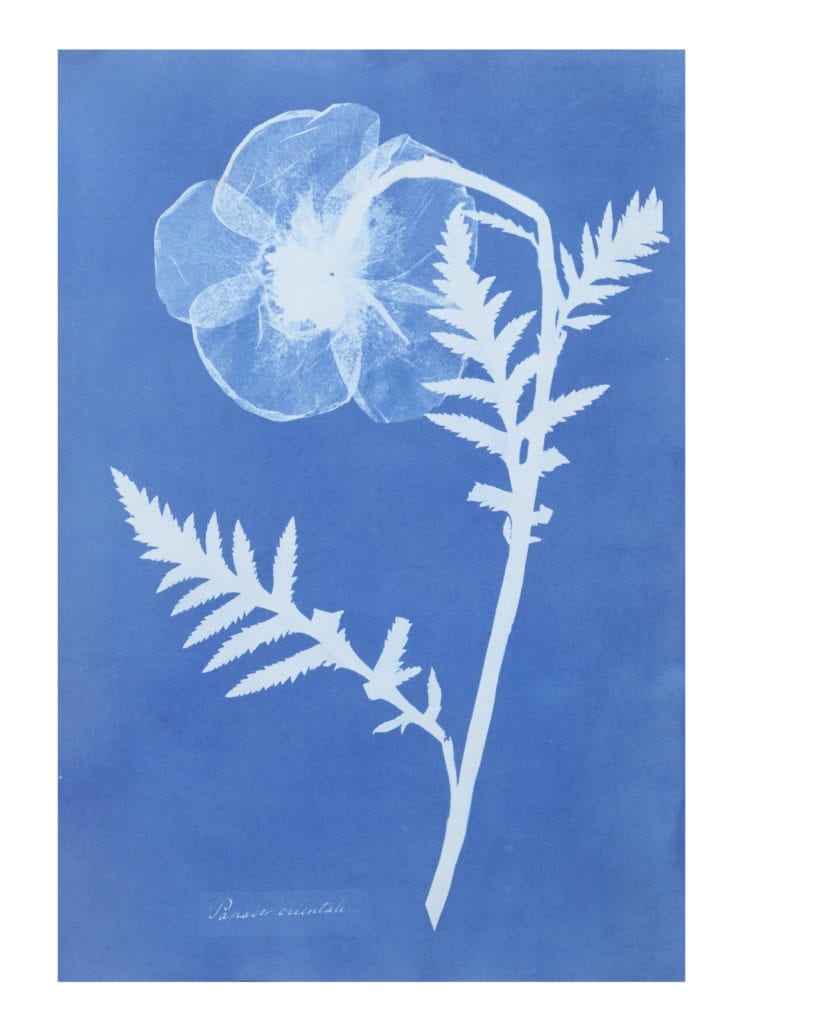 Poppy from Cyanotypes of British and Foreign Flowering Plants and Ferns, 1852-4 by Anna Atkins (1799-1871) © Victoria and Albert Museum, London