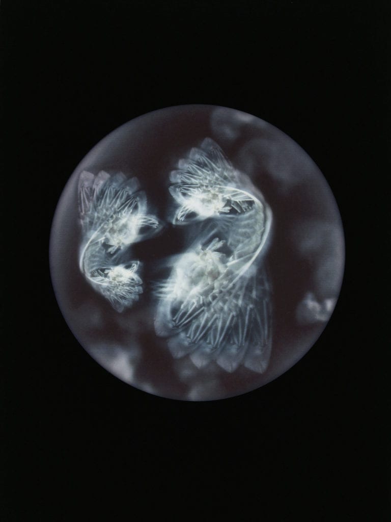 Ophelia medustica. (Pram wheel)  Specimen collected from Glouthaune shoreline, Cove of Cork, Ireland. From the series Beyond Drifting: Imperfectly Known Animal, 2015 © Mandy Barker, courtesy Prix Pictet