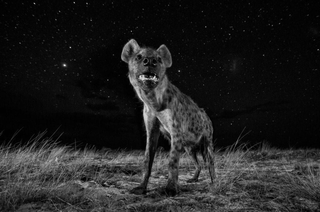 From the series 'African Wildlife at Night', 2017 © Will Burrard-Lucas, courtesy of Sony World Photography Awards