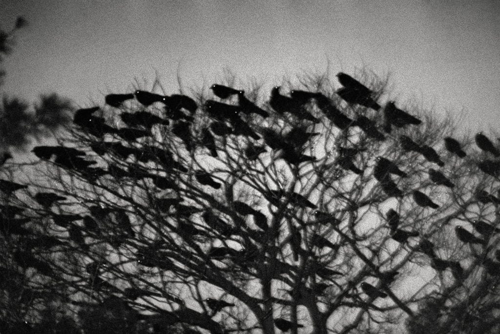 Image by Masahisa Fukase, from Ravens (MACK, 2017). Courtesy of Masahisa Fukase Archives and MACK.