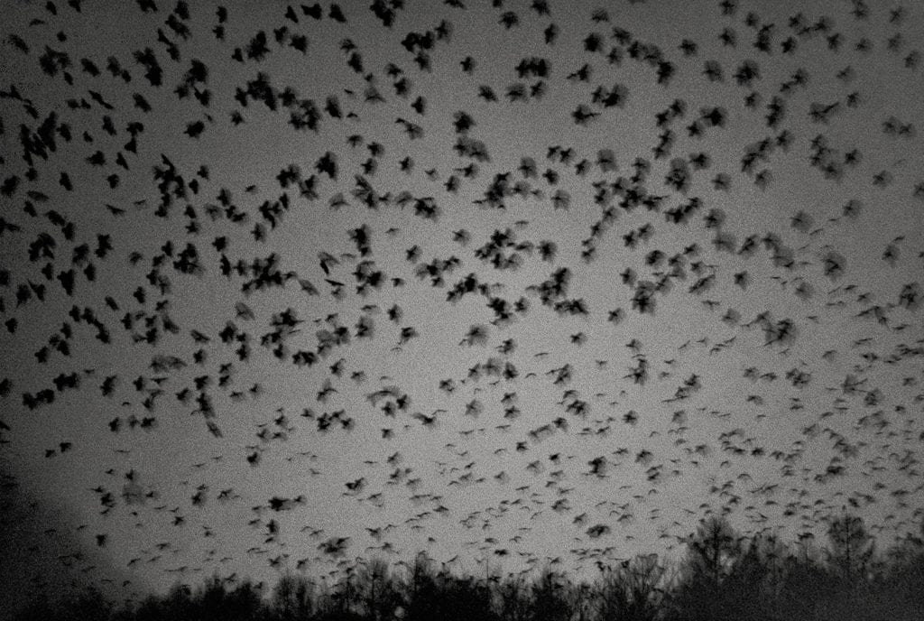 Image by Masahisa Fukase, from Ravens (MACK, 2017). Courtesy of Masahisa Fukase Archives and MACK.