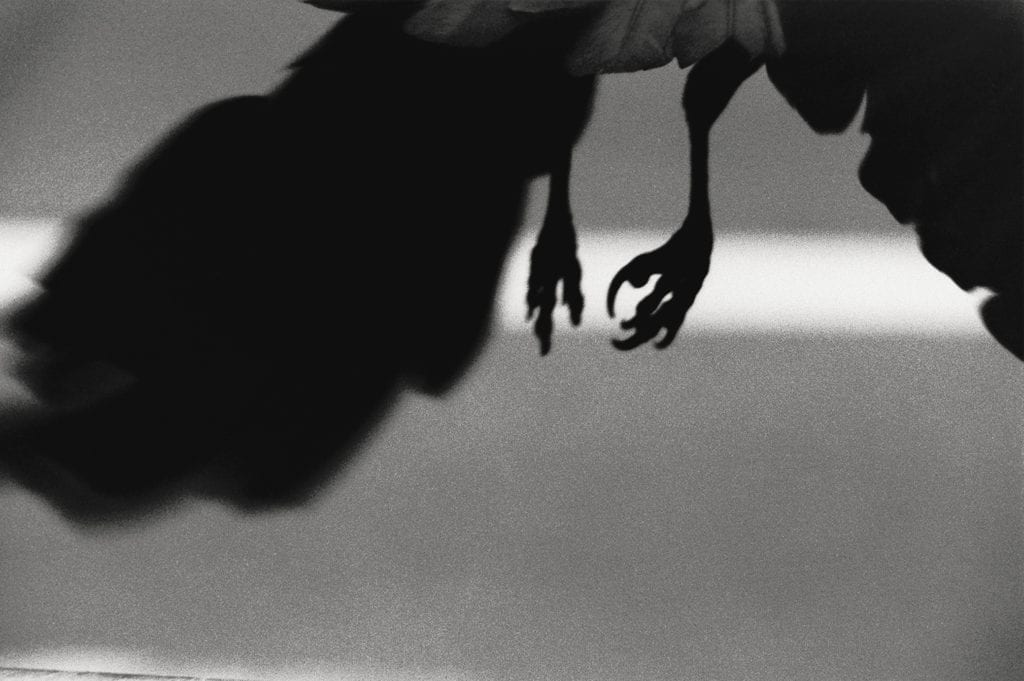 Image by Masahisa Fukase, from Ravens (MACK, 2017). Courtesy of Masahisa Fukase Archives and MACK.