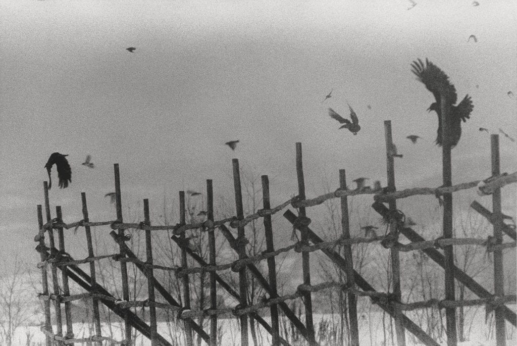 Image by Masahisa Fukase, from Ravens (MACK, 2017). Courtesy of Masahisa Fukase Archives and MACK.