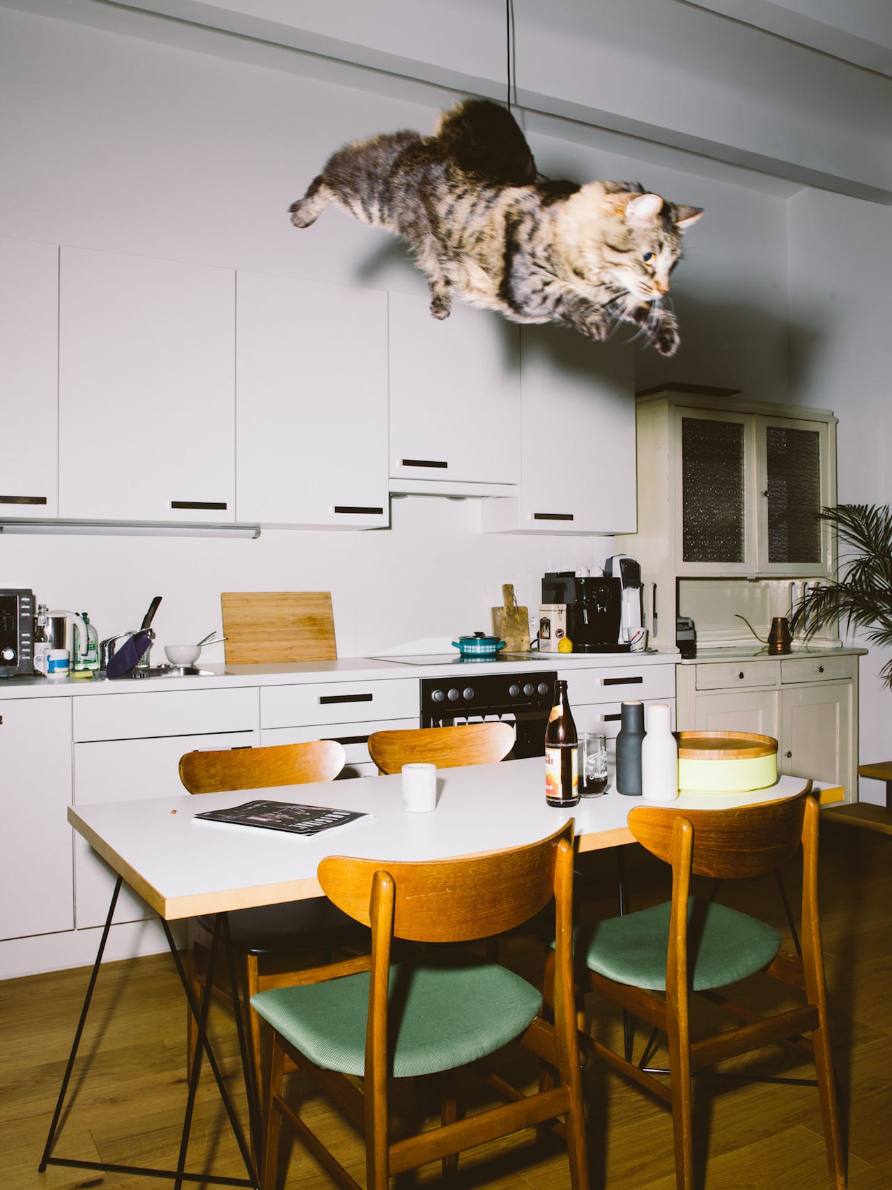 Кажется что дома кот. Интерьер с котами. Кот в квартире. Кот в интерьере. Дом для кота.