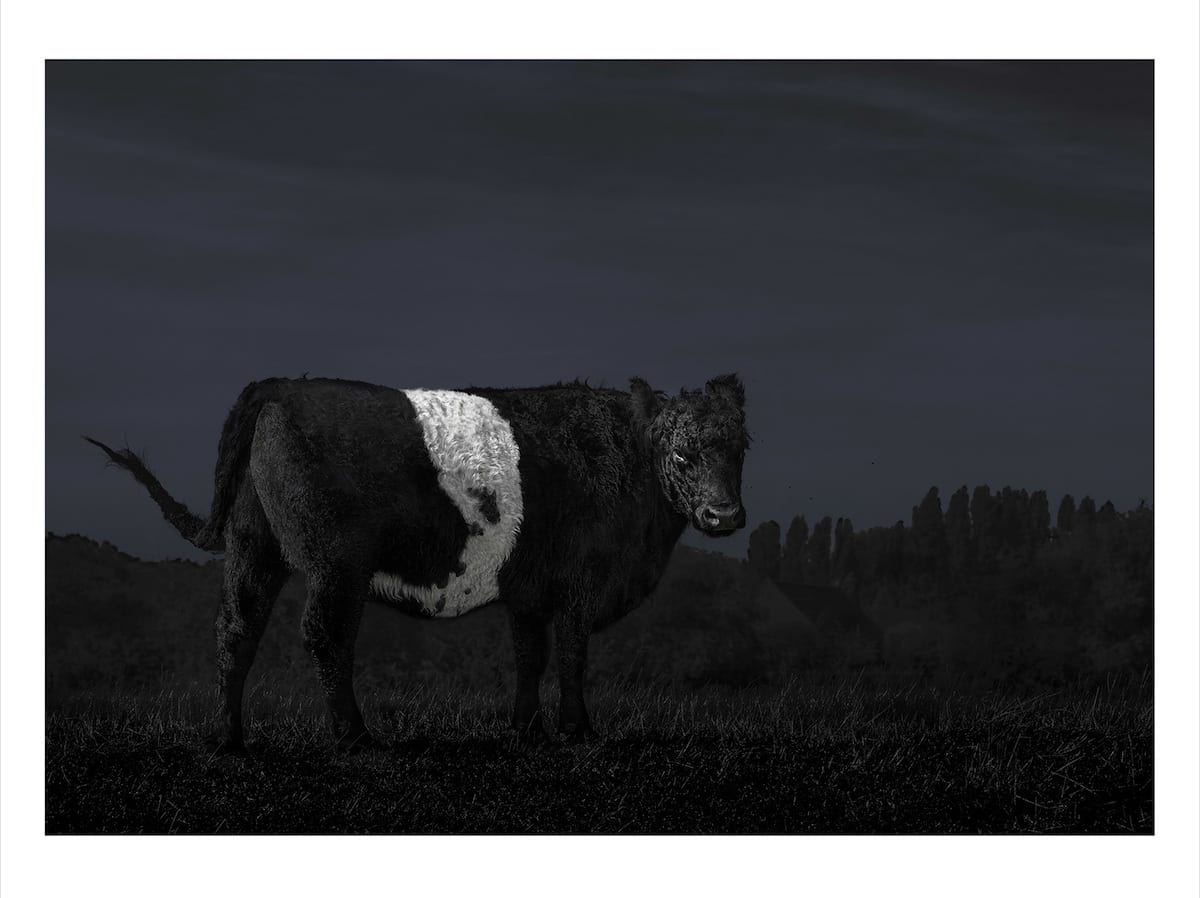 british-journal-of-photography-julian-hicks-screaming-cow