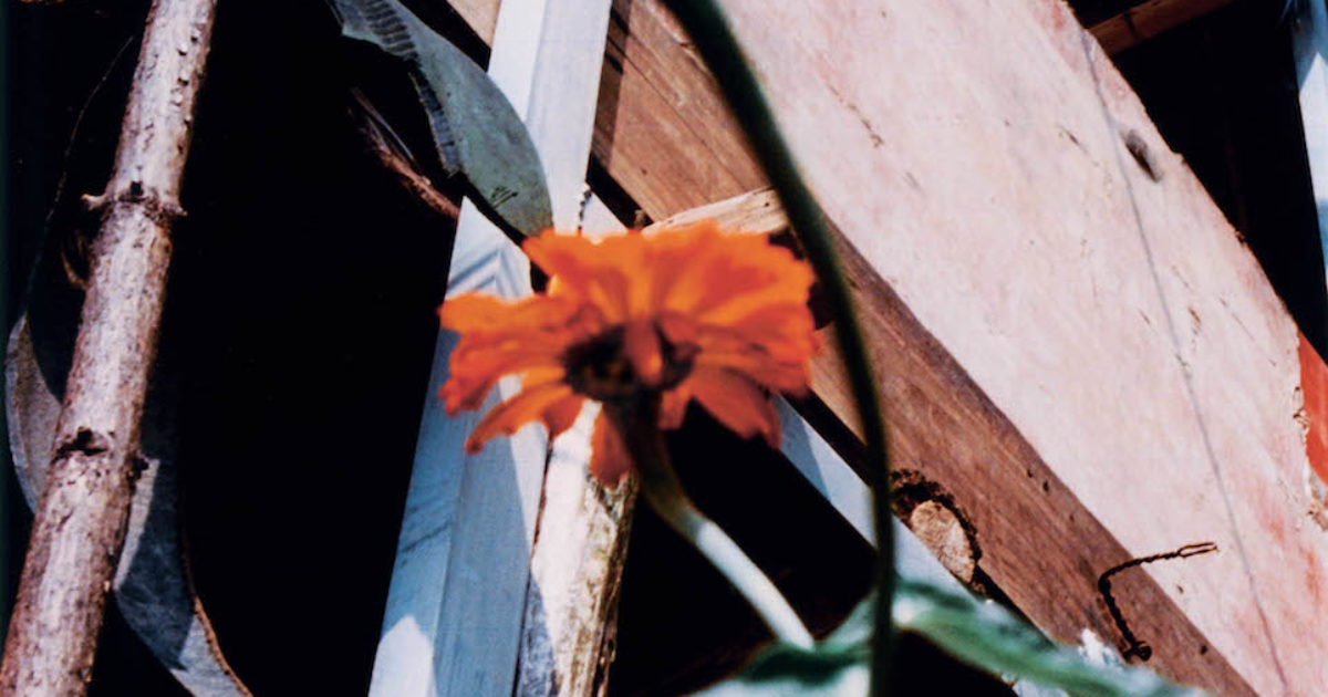 Jack Davison's lyrical Song Flowers · British Journal of Photography
