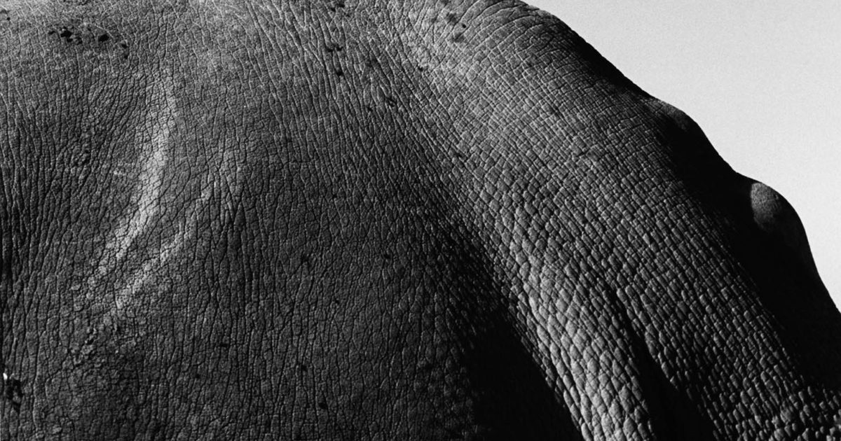 Jack Davison and the last remaining northern white rhinos - 1854