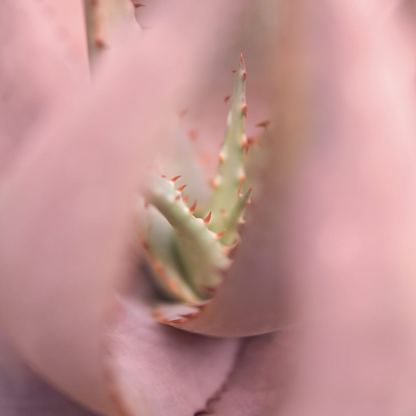  Like A Flower In Late Bloom Mona Kuhn On Time Figure And Presence