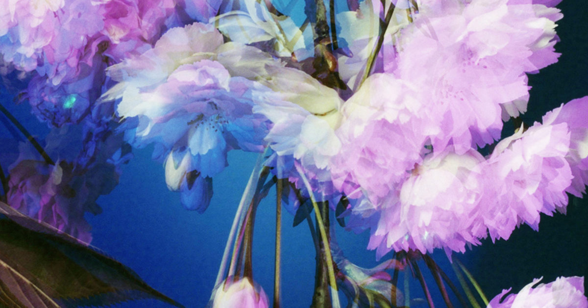 Gareth McConnell: The language of flowers - 1854 Photography