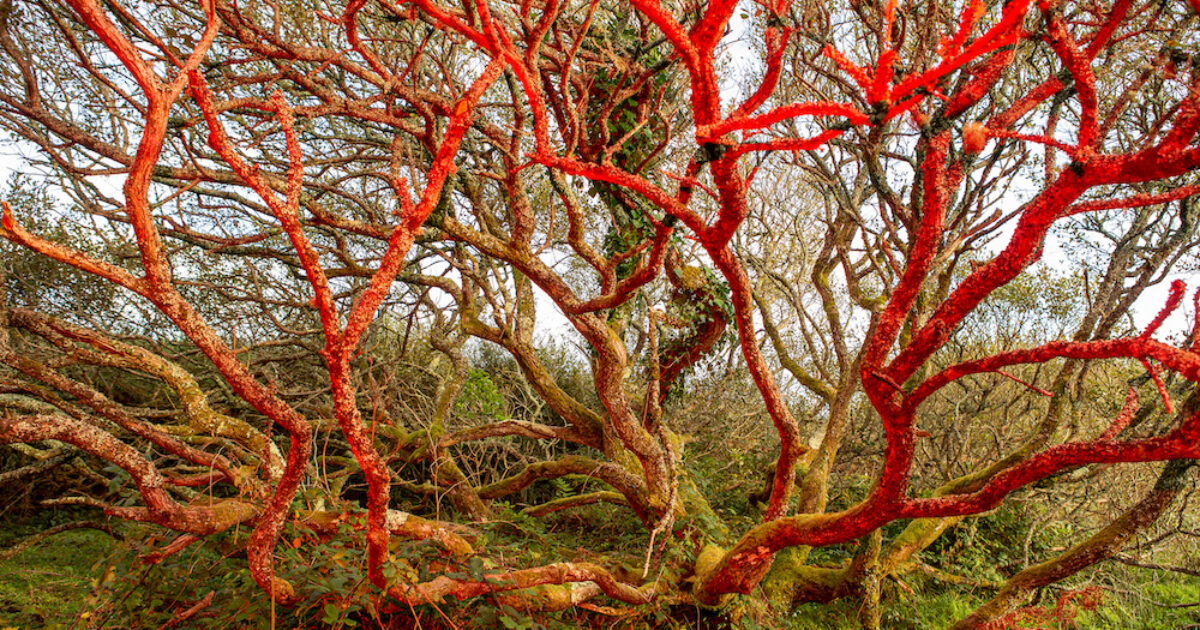 Sari Soininen’s visual account of an acid-induced psychosis