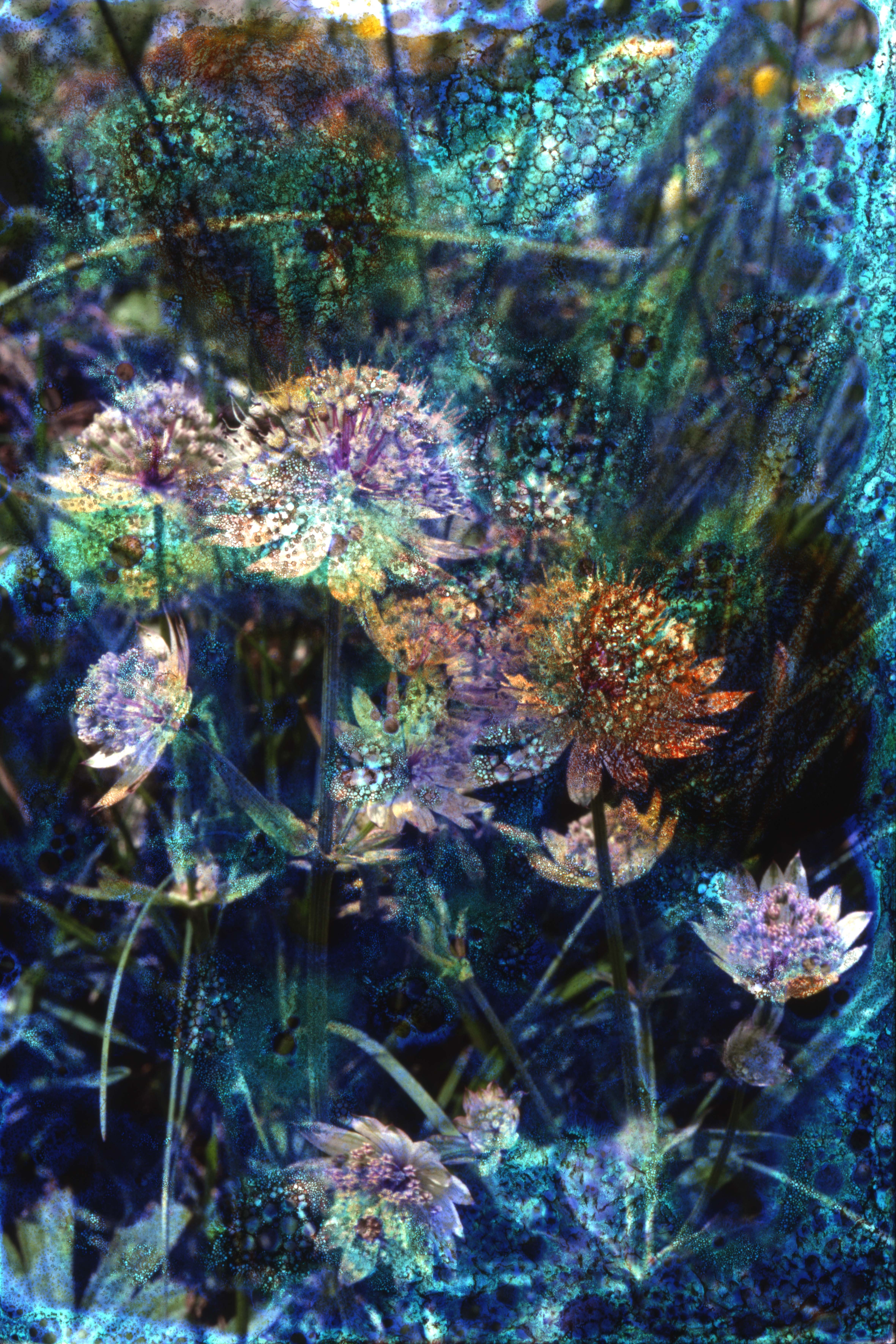 8. maya rochat-fleurs protegees de la suisse-2021