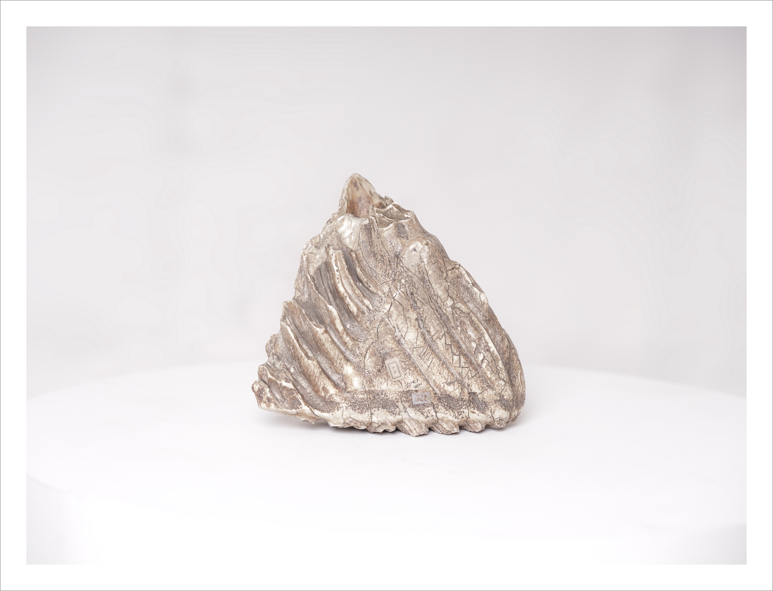 Asiatic Elephant molar tooth, Courtesy of Oxford University Museum of Natural History