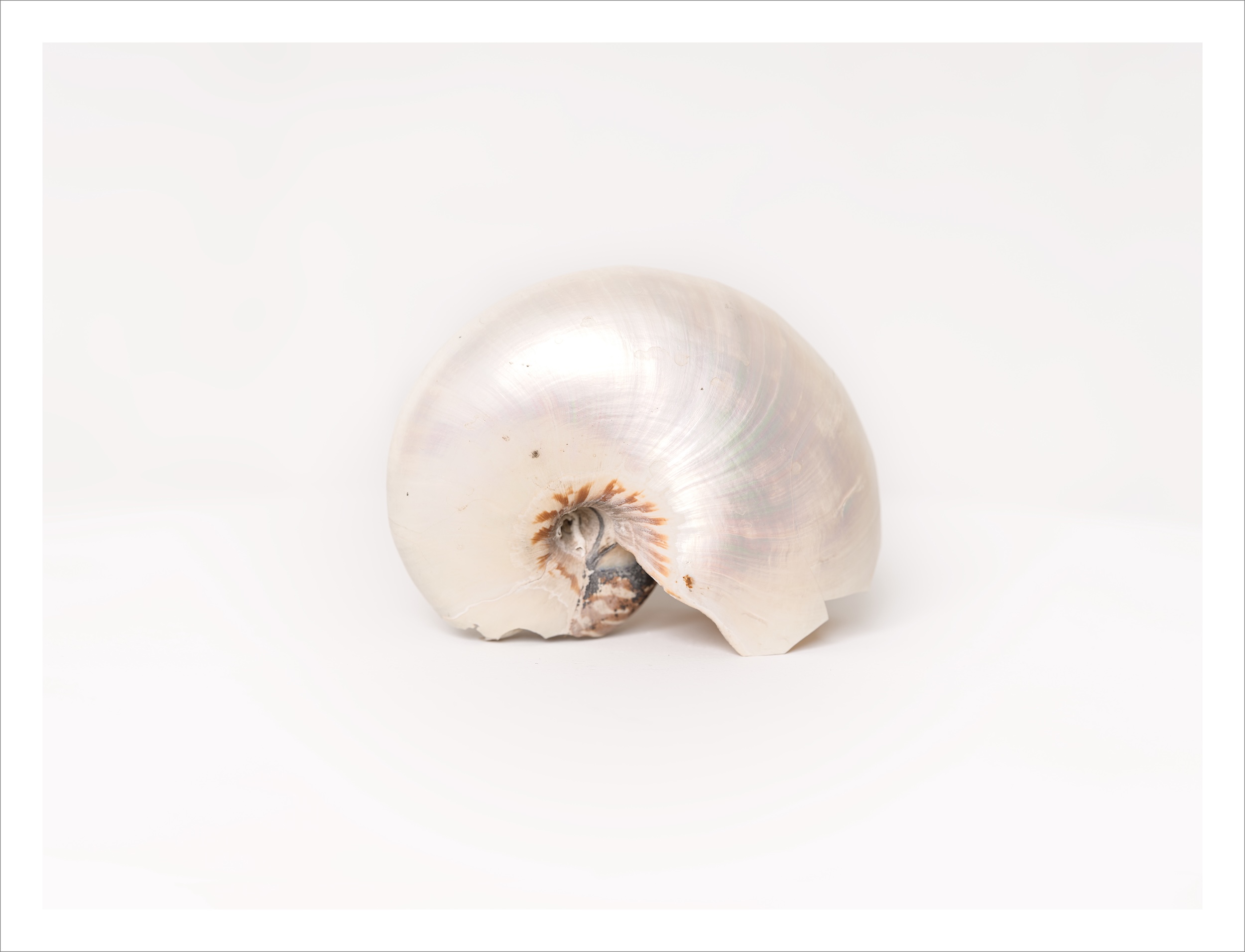 Bellybutton nautilus, Courtesy of Oxford University Museum of Natural History