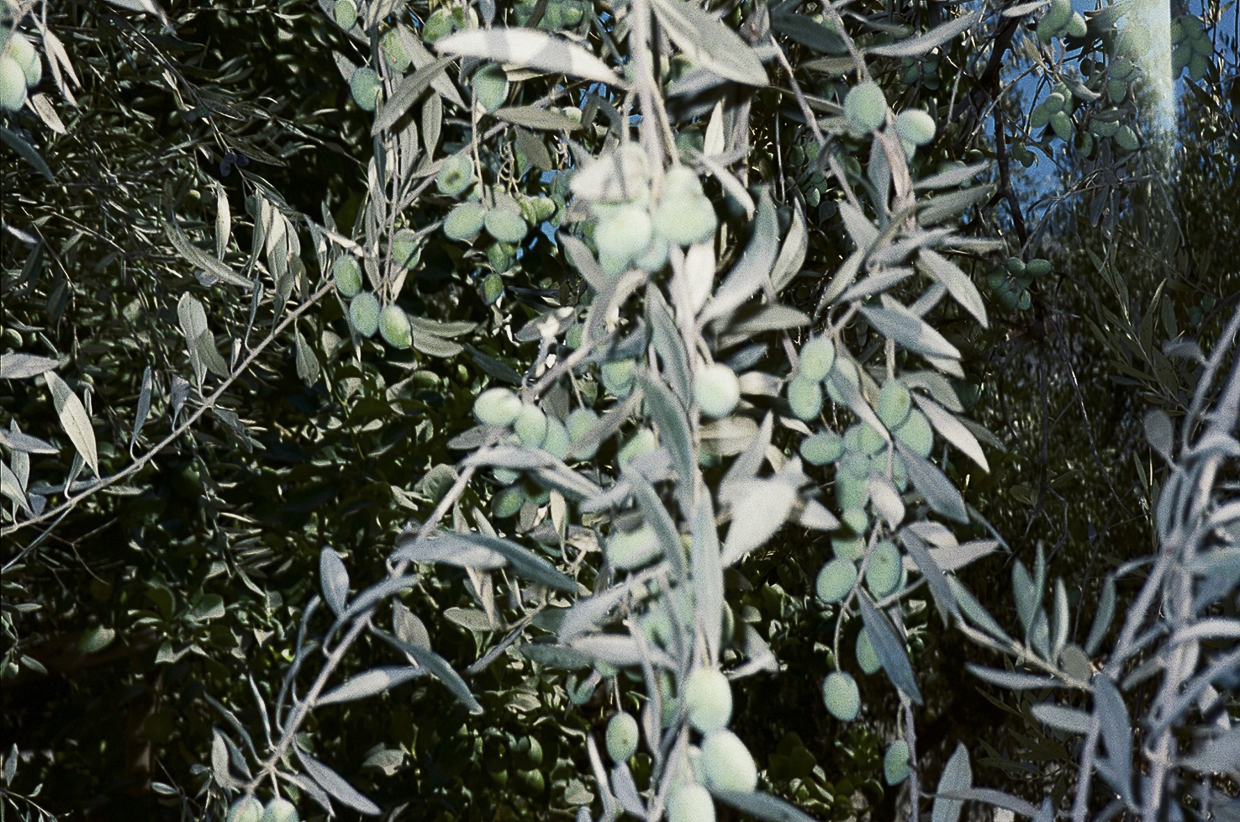 OM-374