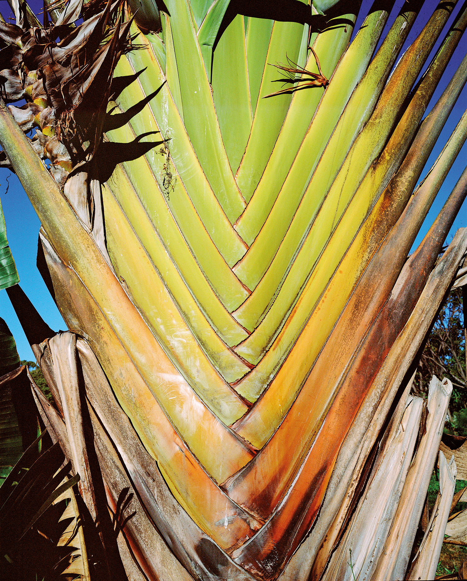The Traveler’s Tree, Ampefy, Madagascar, 2024, from the series (Tsy) Possible © Charlotte Yonga
