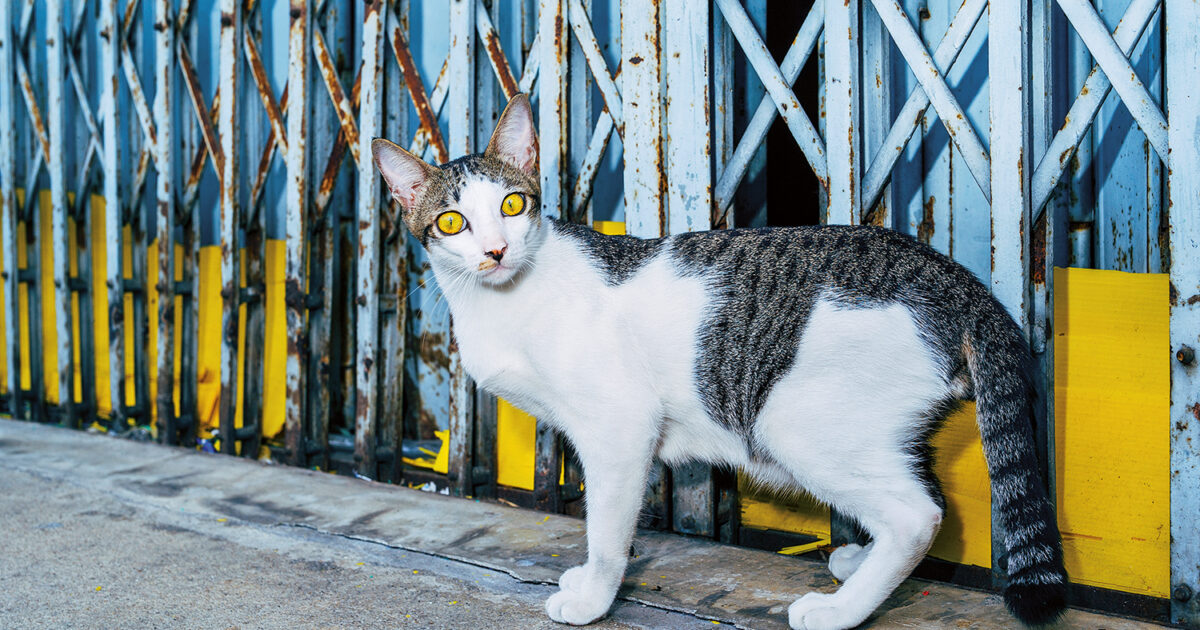 Fotofestiwal Łódź takes an animalistic view for 25th anniversary
