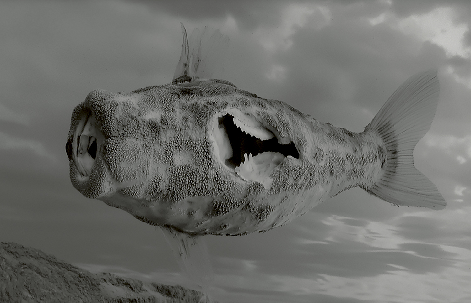 Fighting Fish