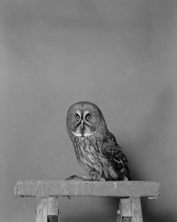 The Barn Owl (Tyto alba) is the most widely distributed species of owl and one of the most widespread of all birds.