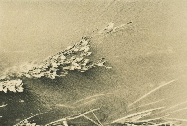 © Andrei Farcasanu.