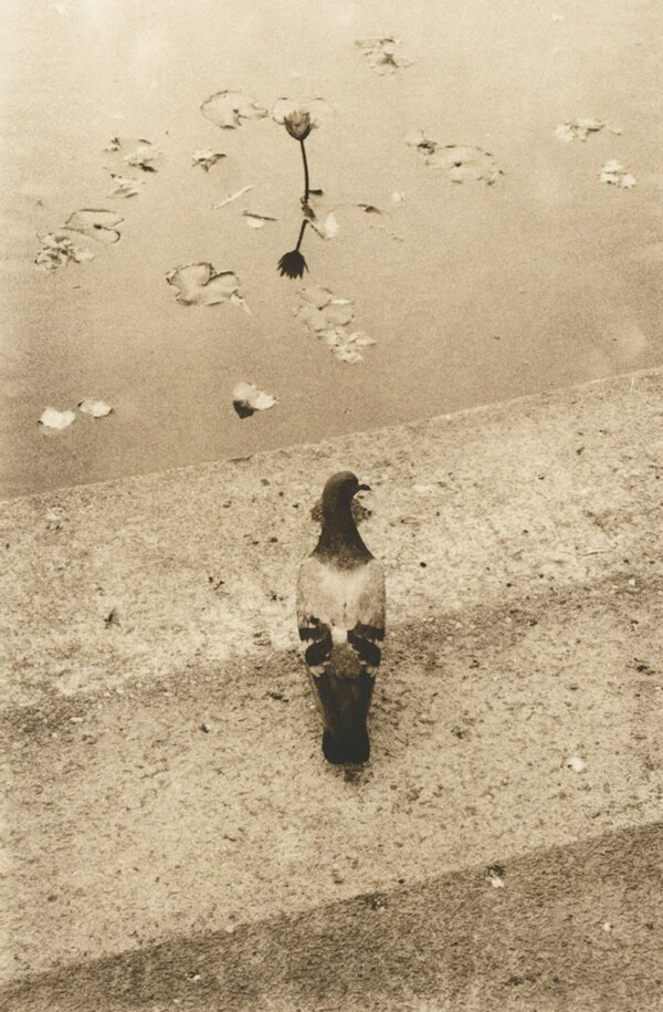 © Andrei Farcasanu.