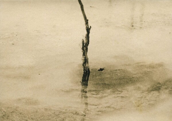 © Andrei Farcasanu.