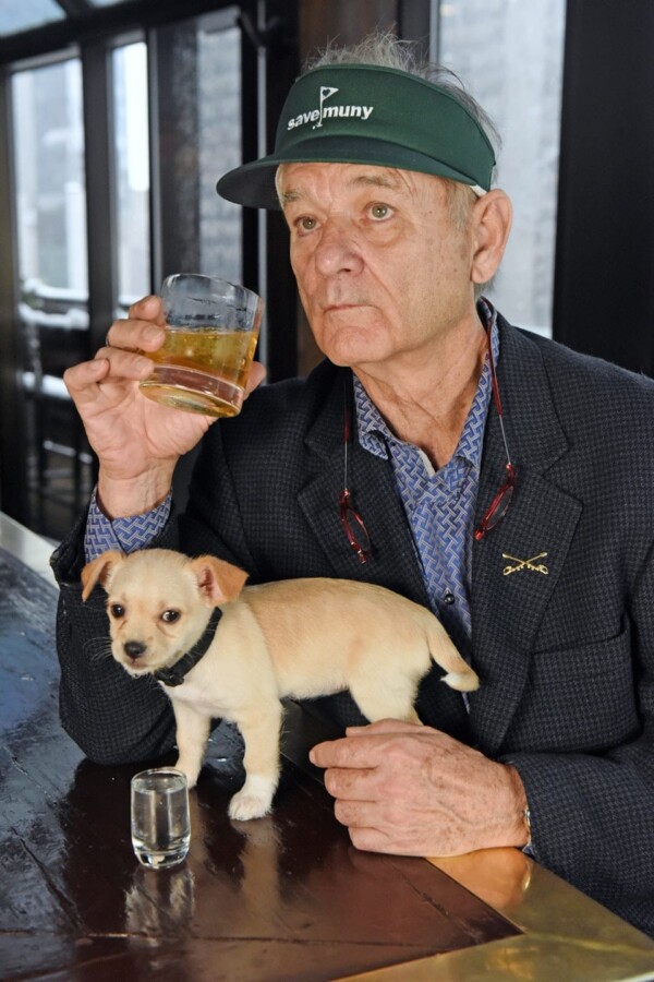 Bill Murray, New York City, New York, USA