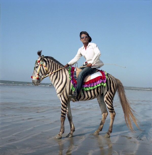 A Zebra in Myanmar, Chaung Thar, Myanmar
