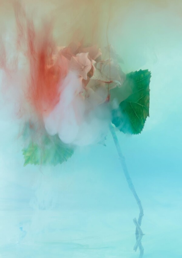 White Hydrangea pt. III