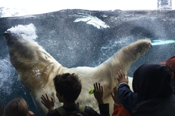 Conservation status: Vulnerable (part of Humanature project, 2018, edition of 7 + 1AP)