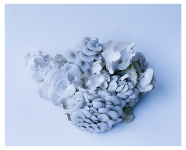 The Future of Fungi – Fungi our Future